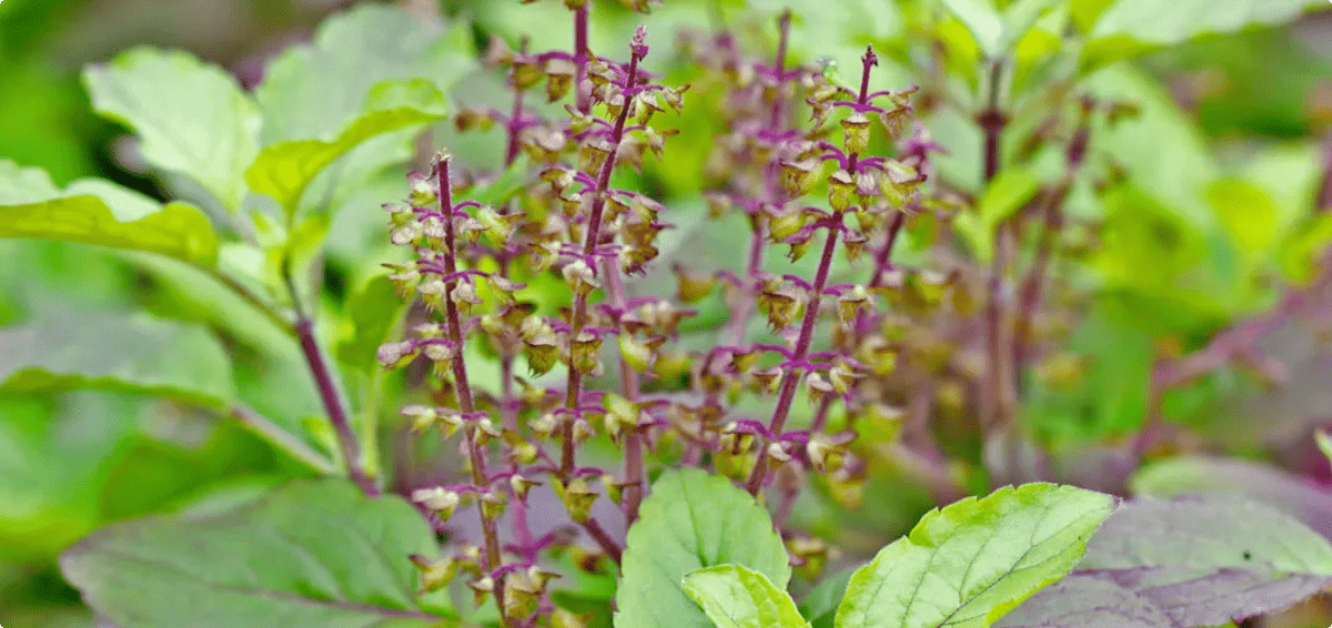 Exploring Tulsi: Tracing the Path from Holy Herb to Health Hero